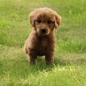 goldendoodle puppy for sale