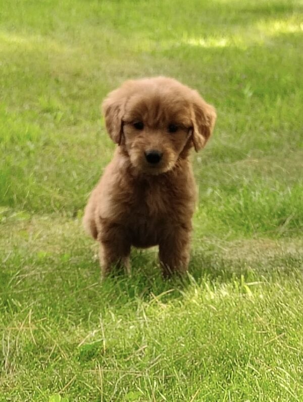 goldendoodle puppy for sale