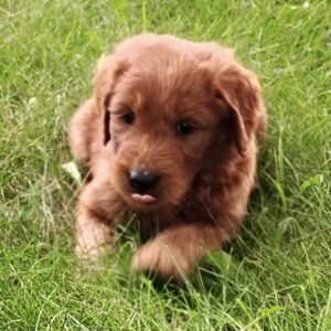 Charlie