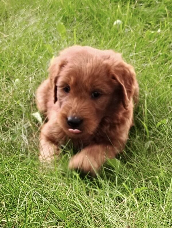 Charlie