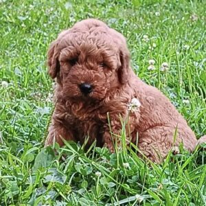 Daisy
