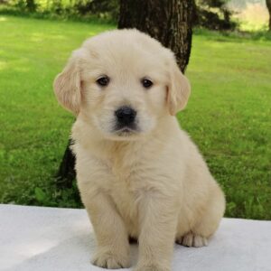 Barney