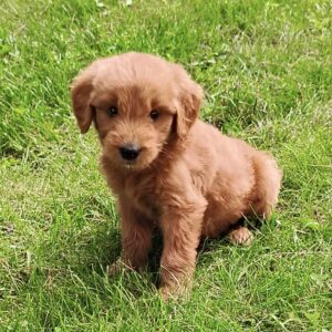 Goldendoodle puppy for sale