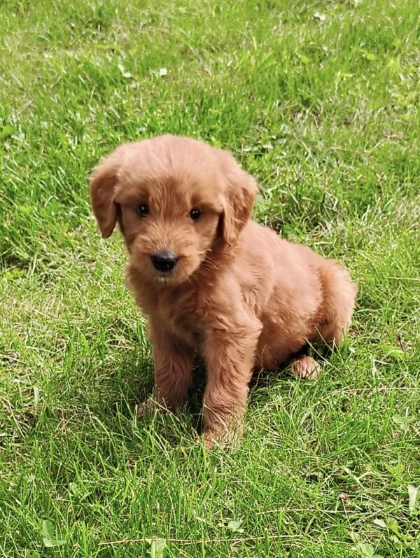 Goldendoodle puppy for sale