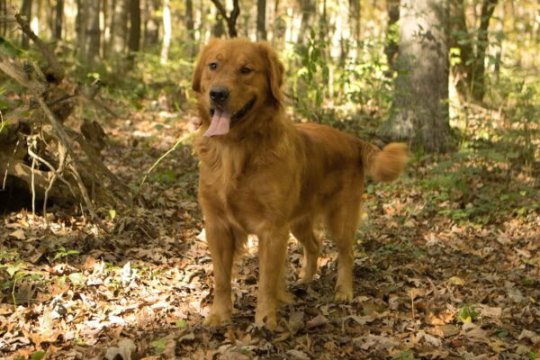 Buddy - Image 3