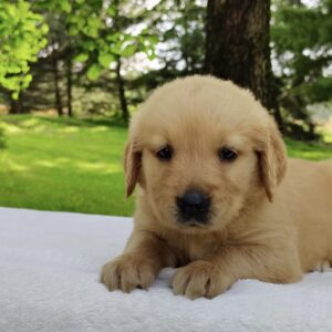 Benji