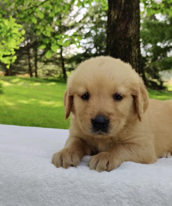 Benji
