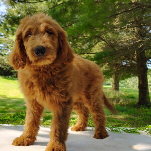 Chester