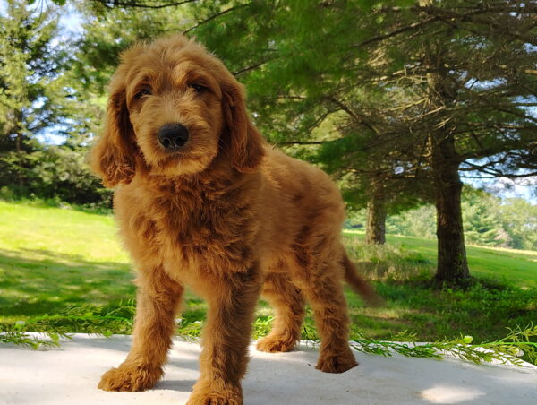 Chester