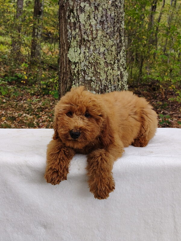 Daisy - Image 2
