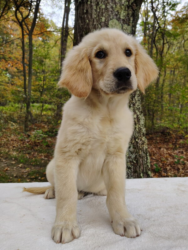 Barney - Image 3