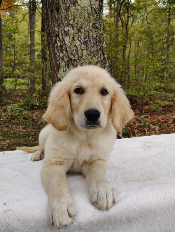 Barney - Image 2
