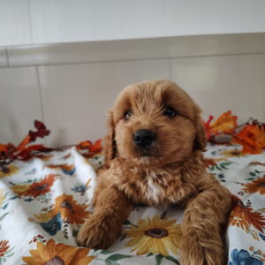 Junior