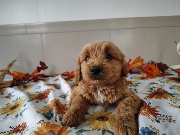Junior